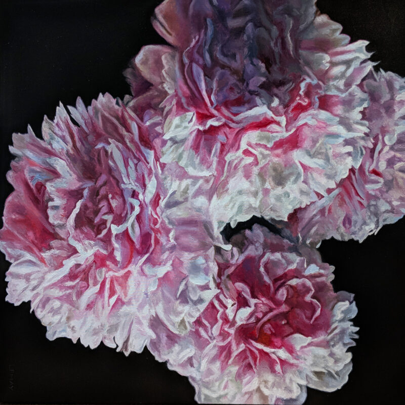 Peony Study (II)